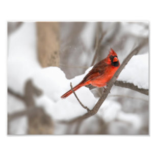 Foto Cardenal masculino en la nieve