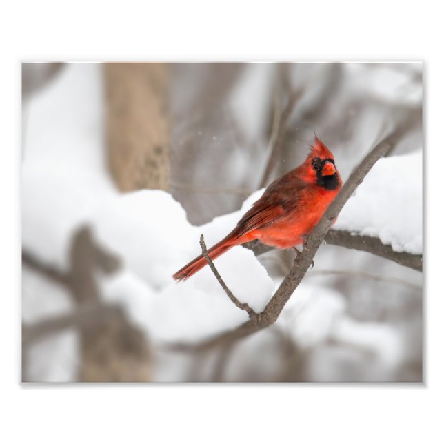Foto Cardenal masculino en la nieve (Frente)