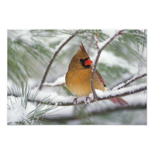 Foto Cardenal norte hembra en pino nevado,