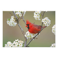 Cardenal norteño