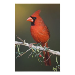 Foto Cardenal norteño, Cardinalis cardinalis, macho