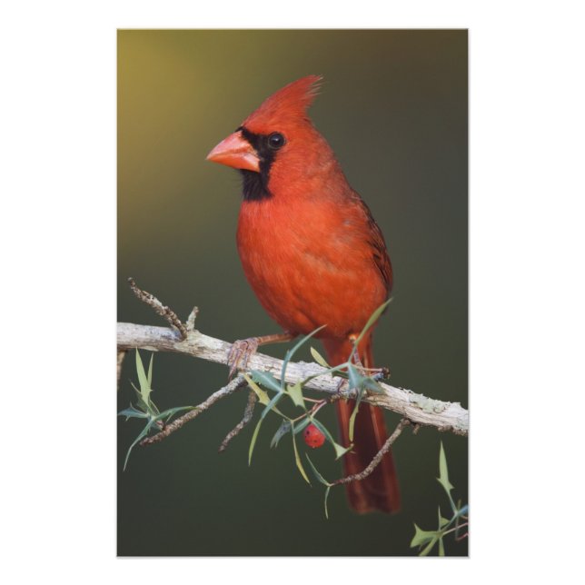 Foto Cardenal norteño, Cardinalis cardinalis, macho (Frente)