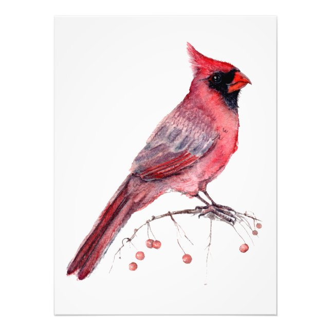 Foto Cardenal rojo Bird (Frente)