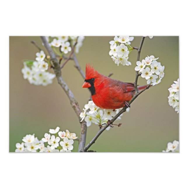 Foto Cardenal septentrional (Frente)