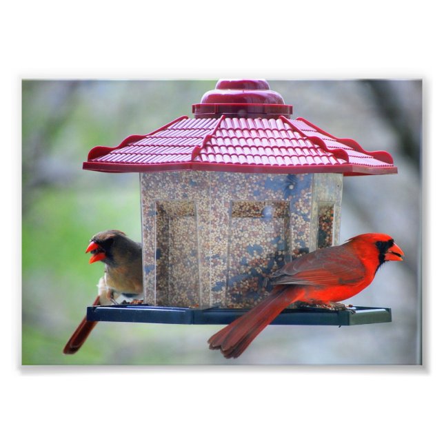 Foto Cardenales machos y hembras en alimentador de aves (Frente)