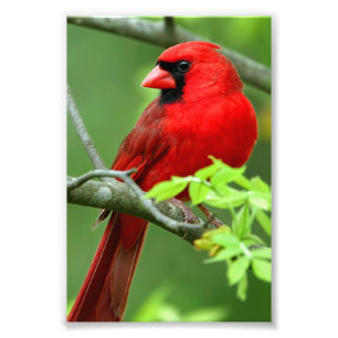 Foto Cardenales septentrionales