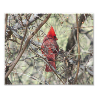 Foto Cardinal