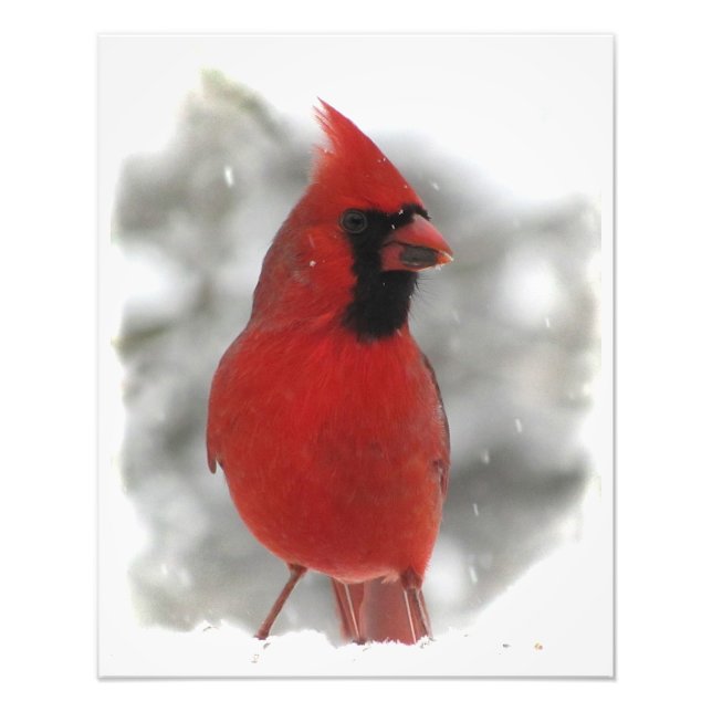 Foto Cardinal (Frente)