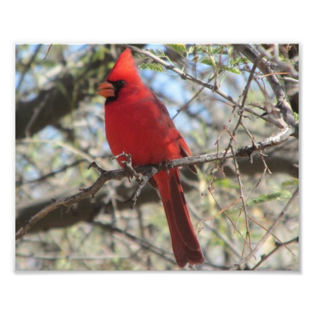 Foto Cardinal (Frente)