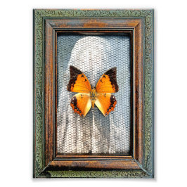 Foto Cargos de 5" x 7", mariposa bordeada por negro