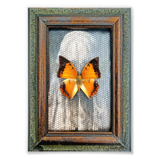 Foto Cargos de 5" x 7", mariposa bordeada por negro