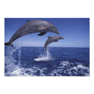 Foto Caribe, delfines mulares