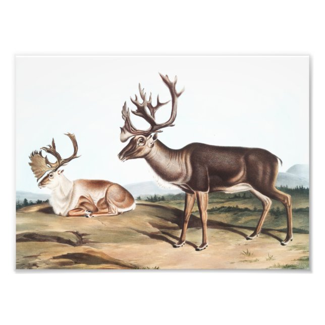 Foto Caribou, American Rein Deer (Tarandus furcifer) (Frente)