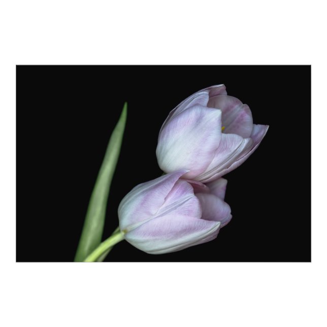 Foto Caricias de tulipanes (Frente)