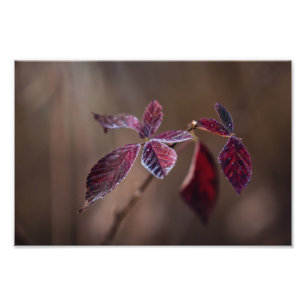 Foto Carmesí--