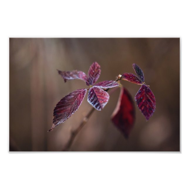 Foto Carmesí-- (Frente)