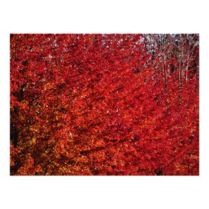 Foto "Carne y hueso"