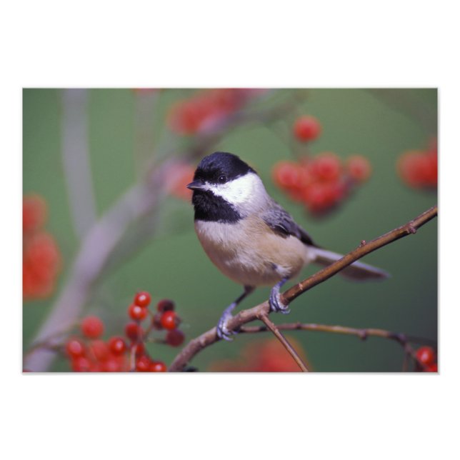Foto Carolina Chickadee (Frente)