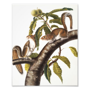 Foto Carolina Gray Squirrel (Sciurus Carolinensis)