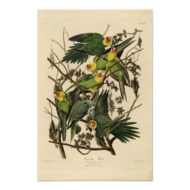 Foto Carolina Parrot de Aves de América de Audubon (Frente)