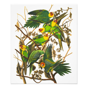 Foto Carolina Parrot de John James Audubon