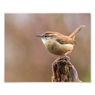 Foto Carolina Wren Bird