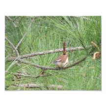 Carolina Wren en Pine Tree Photo Print