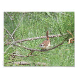 Foto Carolina Wren en Pine Tree Photo Print