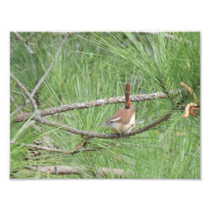 Foto Carolina Wren en Pine Tree Photo Print