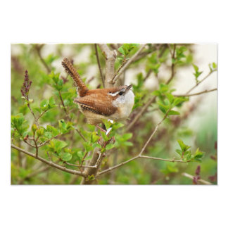 Foto Carolina Wren Print