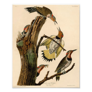 Foto Carpintero alado dorado del Ilustracion Audubon
