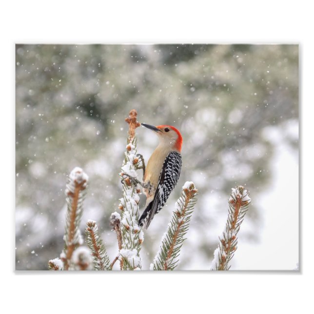 Foto Carpintero de madera rojo de 10 x 8 en la nieve (Frente)