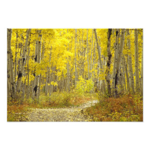 Foto Carretera con colores de otoño y álamos en Kebler 