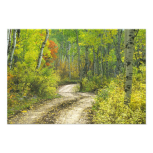 Foto Carretera con colores de otoño y álamos en Kebler