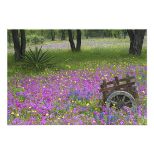 Foto Carro de madera en campo de Phlox, Blue Bonnets
