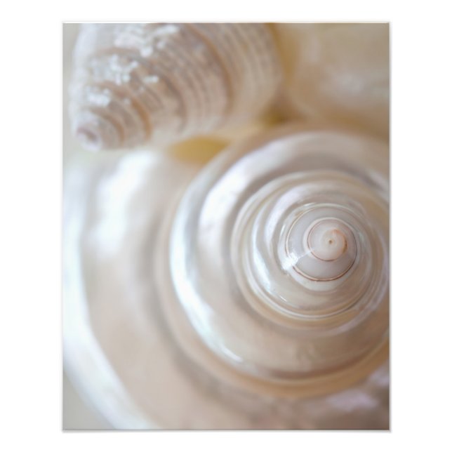 Foto Casas marinas blancas: conchas tropicales de playa (Frente)