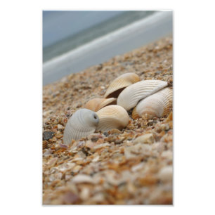 Foto Cáscaras del mar en imágenes imaginativas de la