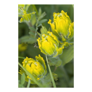 Foto Castilleja del pincel dorado indio