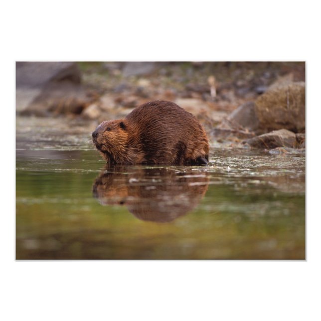 Foto castor, Castor canadensis, se va a nadar (Frente)
