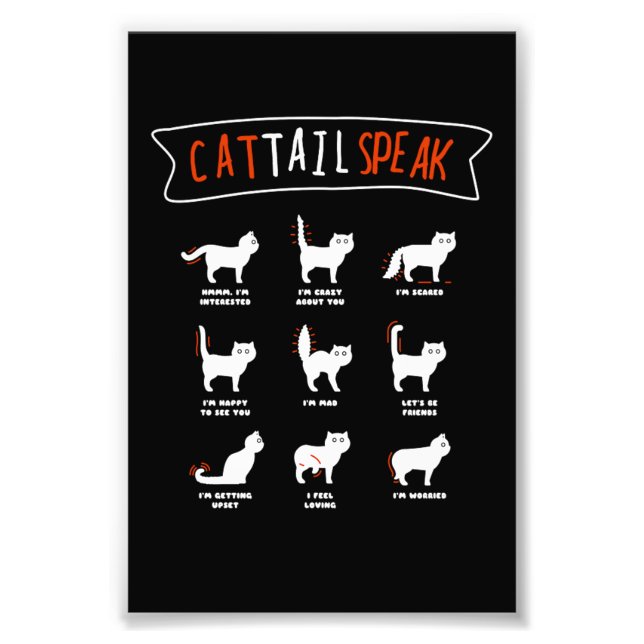 Foto Cat Tail Speak Cat Kitten Meow Animal (Frente)