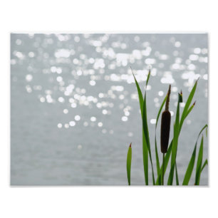 Foto Cattail delante del lago