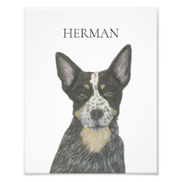 Foto Cattledog Blue Heeler personalizado