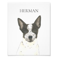 Cattledog para curadores blancos y negros personal