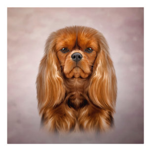 Foto Cavalier de perro dibujante Charles Spaniel