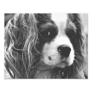 Foto Cavalier King Charles Spaniel
