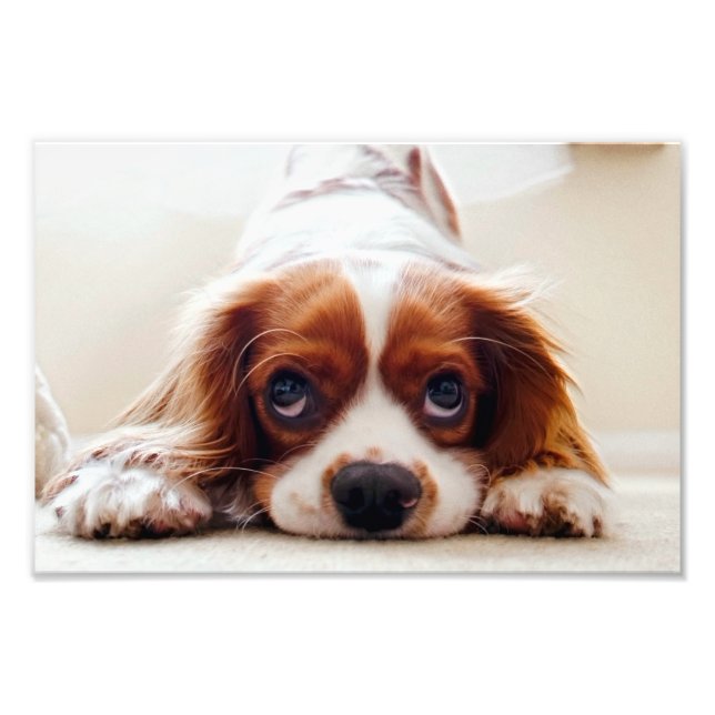 Foto Cavalier King Charles Spaniel (Frente)