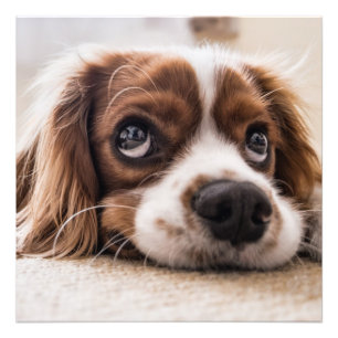 Foto Cavalier king charles spaniel