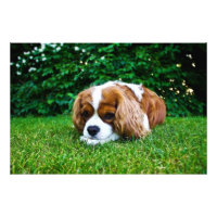 Cavalier King Charles Spaniel Blenheim en Grass