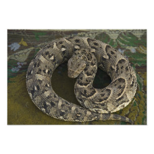 Foto Cazador de serpientes, víbora sopladora africana B