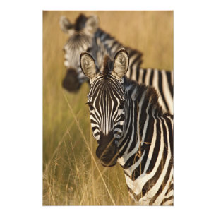 Foto Cebra de Burchell en hierba alta de verano, Masai